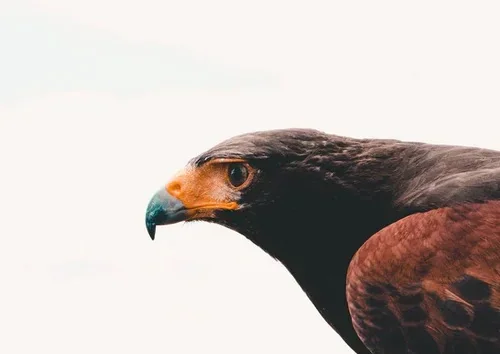 A profile shot of a falcon