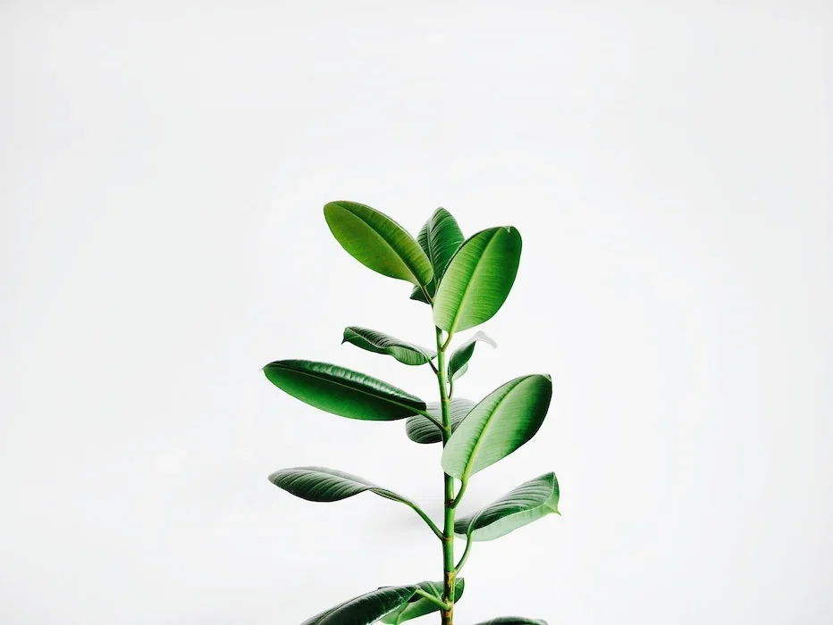 Plant growing upwards